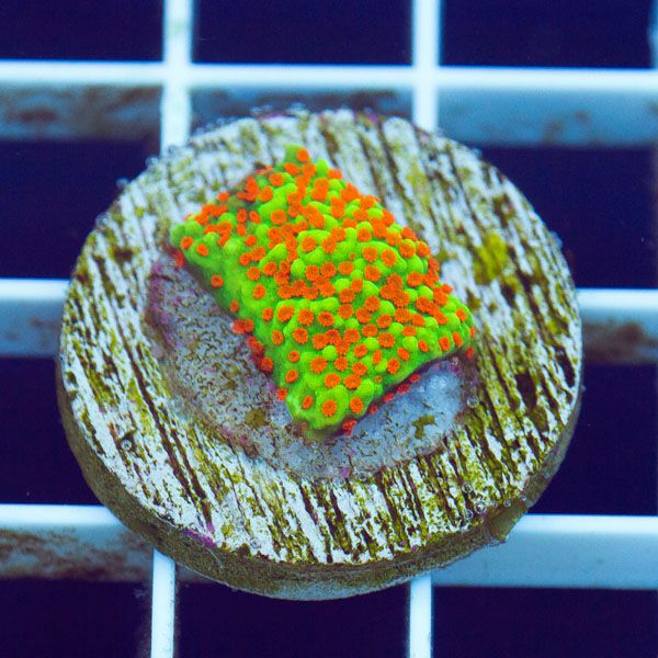 polyp1565original - Cherry Corals Mini Update