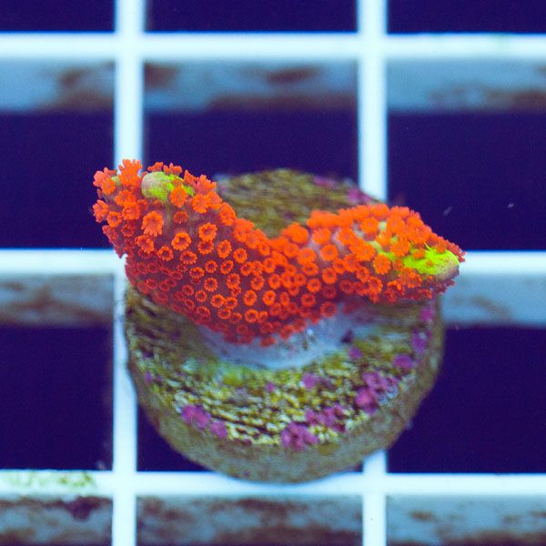polyp1568original - Cherry Corals Mini Update