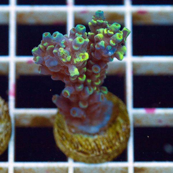 polyp692original - Lots of fresh Cherry Corals Aquaculture...