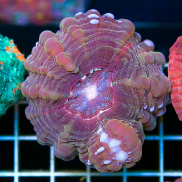 polyp725original - Sweet Cynarinas!