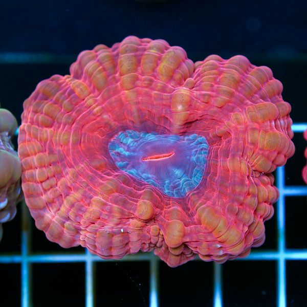 polyp726original - Sweet Cynarinas!