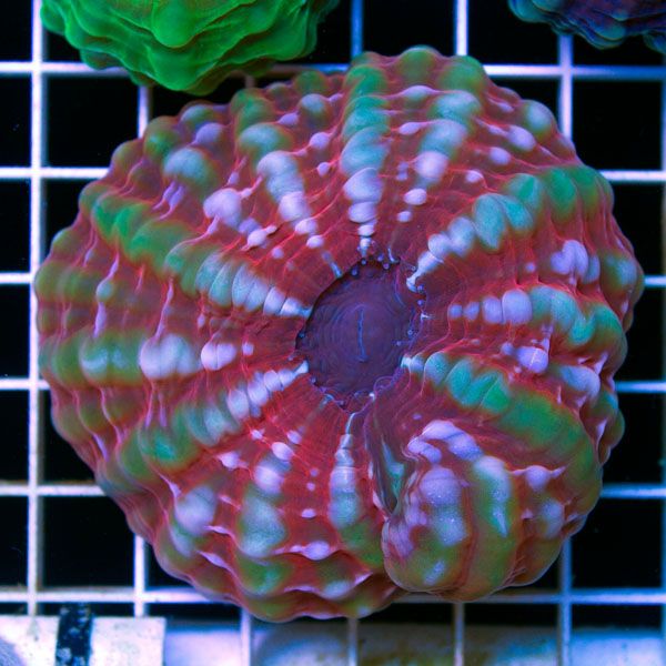 polyp730original - Sweet Cynarinas!