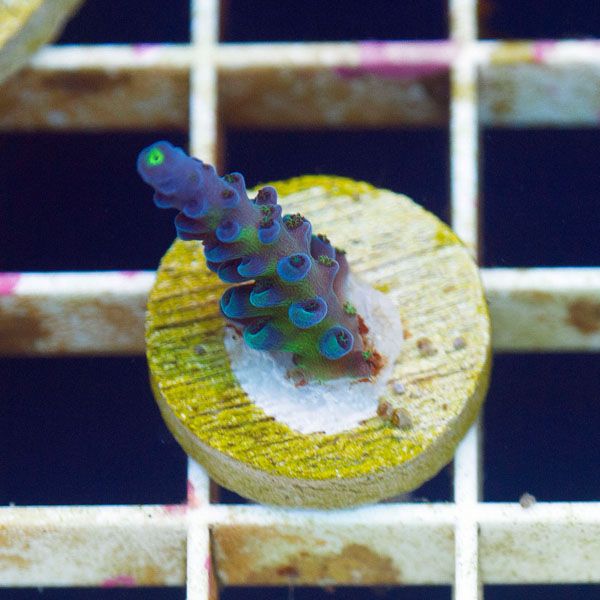 polyp801original - Cherry Corals SPS Update!