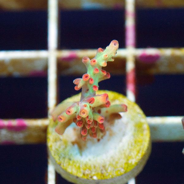 polyp802original - Cherry Corals SPS Update!