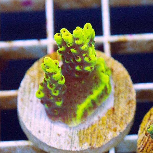 polyp805original - Cherry Corals SPS Update!