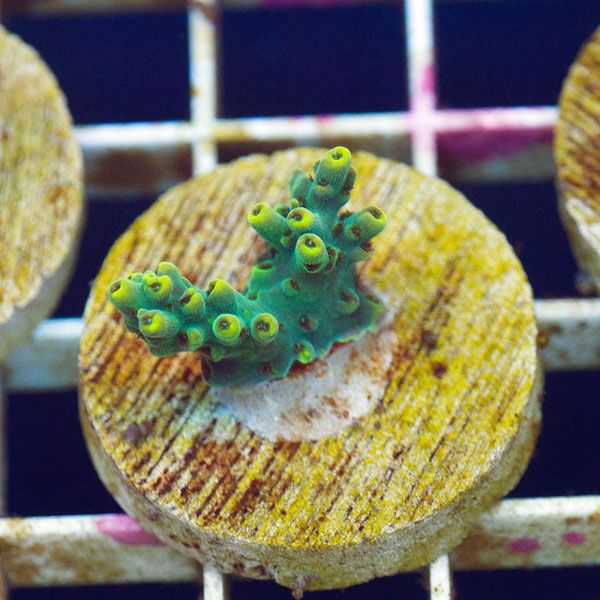 polyp806original - Cherry Corals SPS Update!