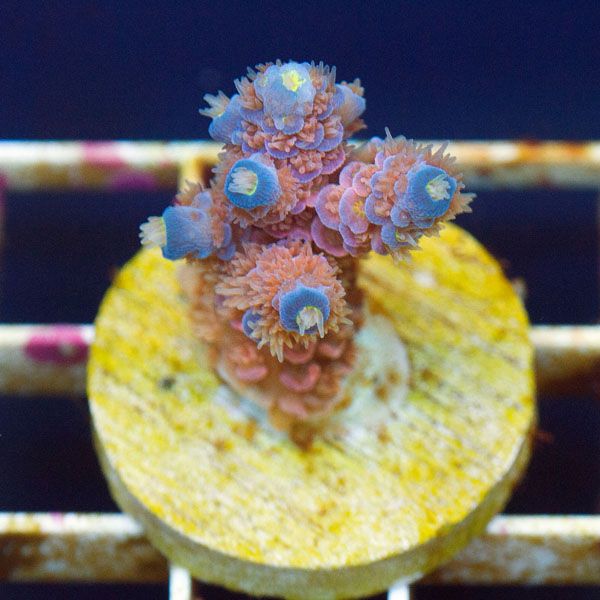 polyp808original - Cherry Corals SPS Update!