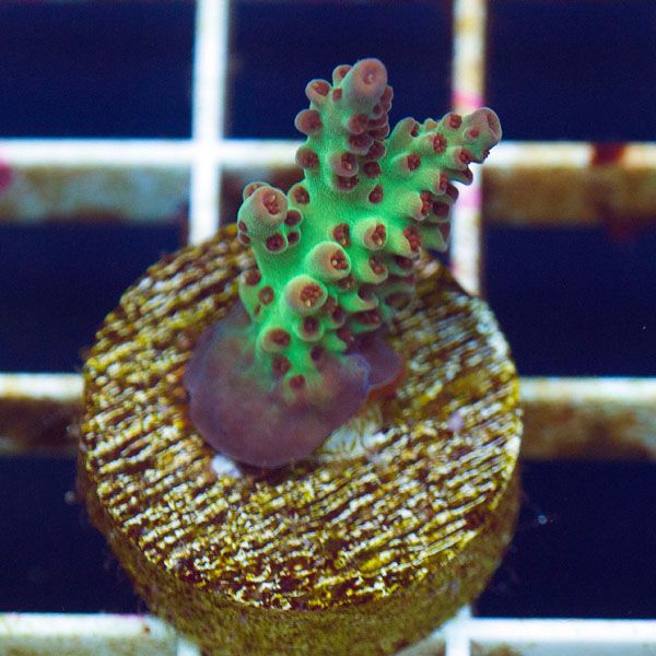 polyp810original - Cherry Corals SPS Update!