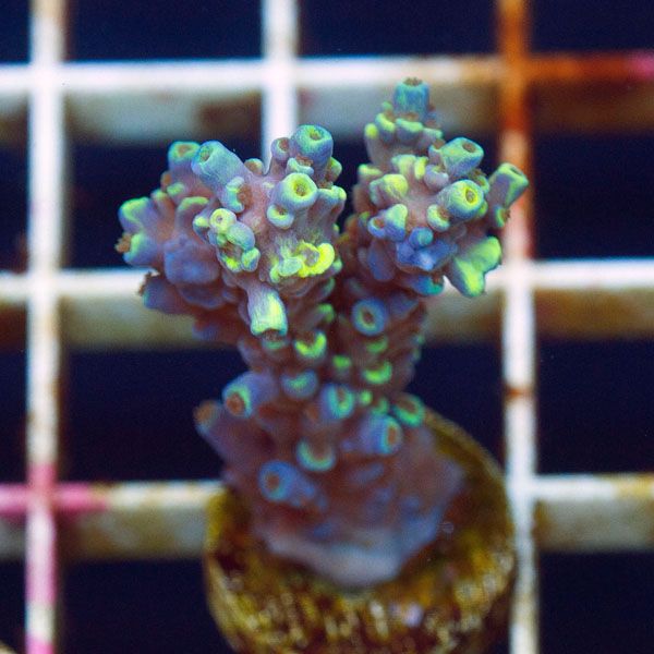 polyp812original - Cherry Corals SPS Update!