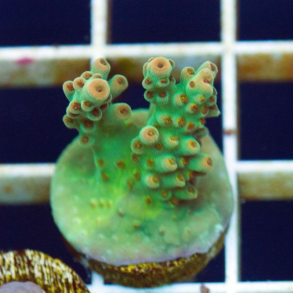 polyp820original - Cherry Corals SPS Update!