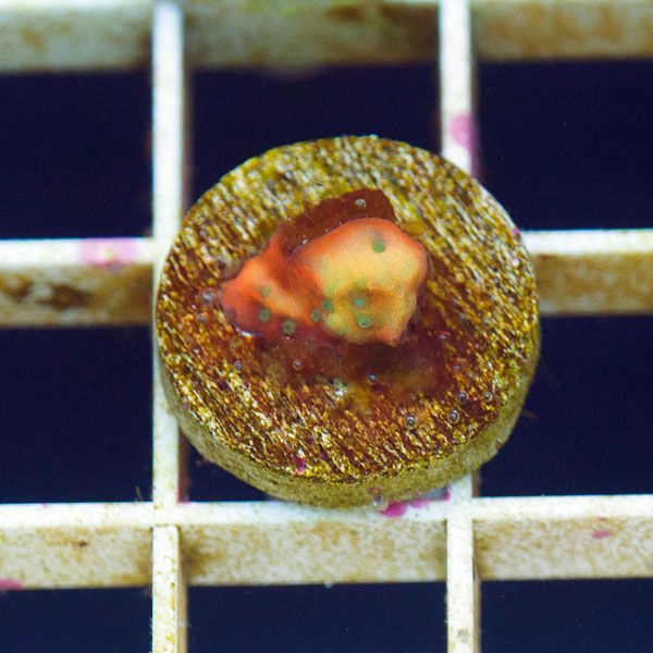 polyp822original - Cherry Corals SPS Update!