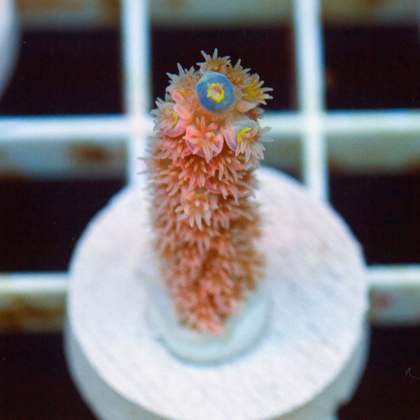 polyp865original - Stick Update@Cherry Corals! 60+ WYSIWYG Frags!