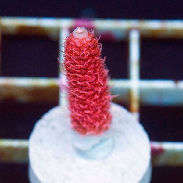 polyp870original - Stick Update@Cherry Corals! 60+ WYSIWYG Frags!