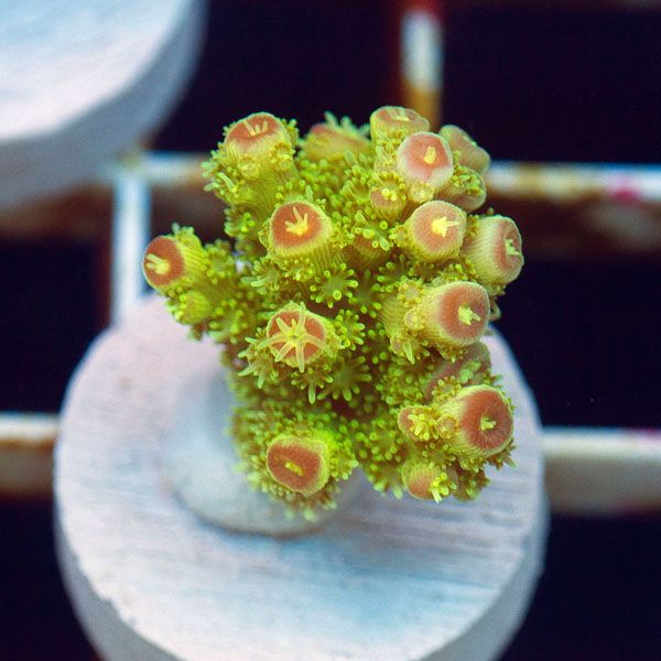 polyp877original - Stick Update@Cherry Corals! 60+ WYSIWYG Frags!