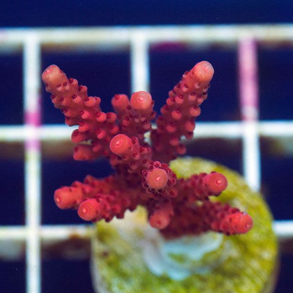 polyp878original - Stick Update@Cherry Corals! 60+ WYSIWYG Frags!