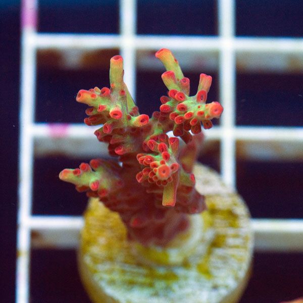 polyp879original - Stick Update@Cherry Corals! 60+ WYSIWYG Frags!