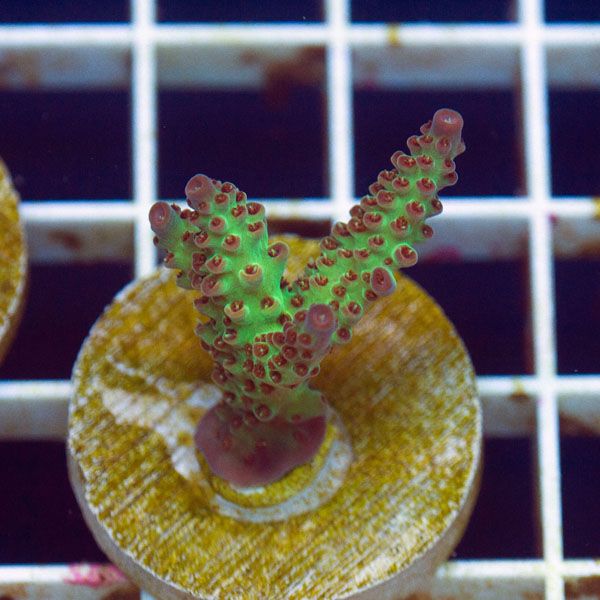 polyp882original - Stick Update@Cherry Corals! 60+ WYSIWYG Frags!