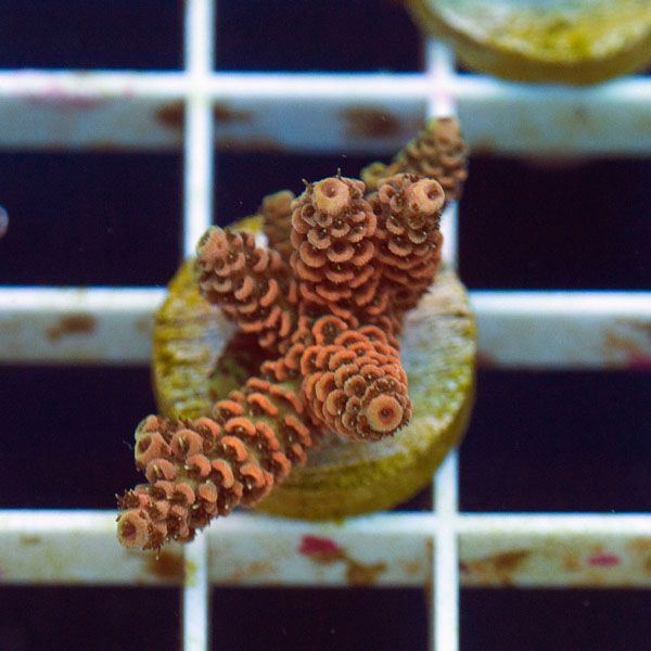 polyp885original - Stick Update@Cherry Corals! 60+ WYSIWYG Frags!