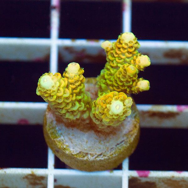 polyp889original - Stick Update@Cherry Corals! 60+ WYSIWYG Frags!