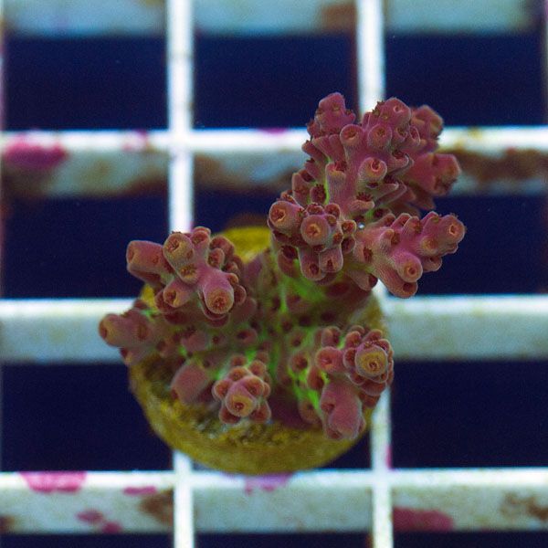 polyp891original - Stick Update@Cherry Corals! 60+ WYSIWYG Frags!