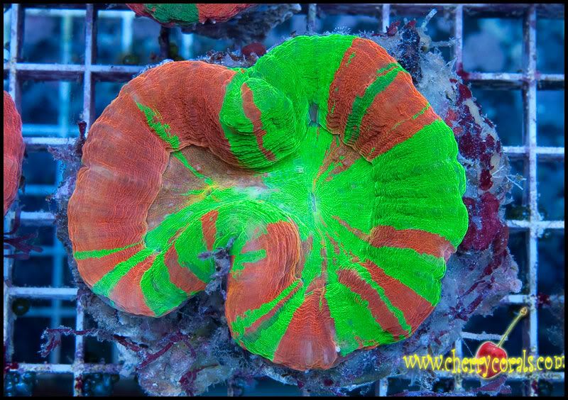 BigShipment 6 - Huge Shipments this week! Scolymias and more!