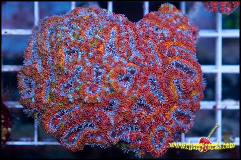 Coral 1 2 - A few more Cherry Corals!