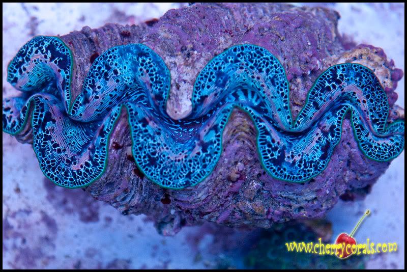 Coral 11 2 - Tuamotu Maxima Clams!