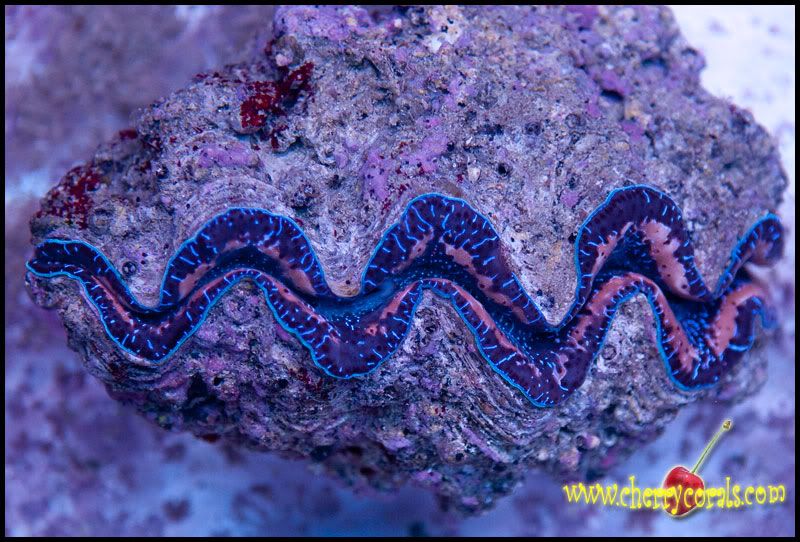 Coral 12 1 - Tuamotu Maxima Clams!
