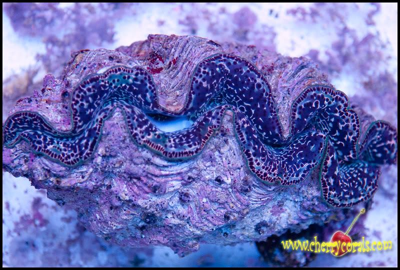 Coral 13 - Tuamotu Maxima Clams!