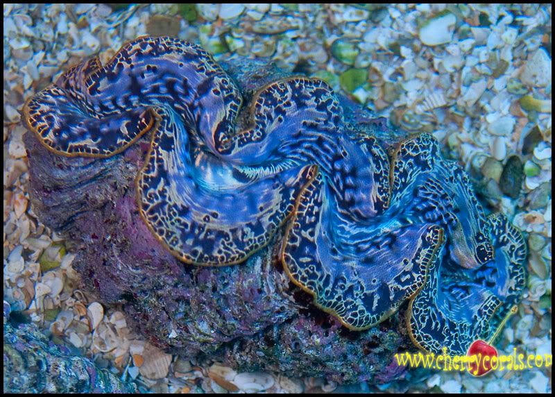 Coral 14 1 - Tuamotu Maxima Clams!