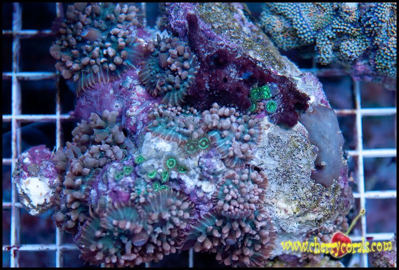 Coral 22 - A few more Cherry Corals!