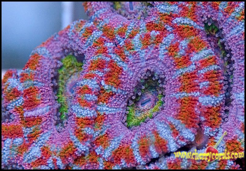 Coral 4324a - A few more Cherry Corals!