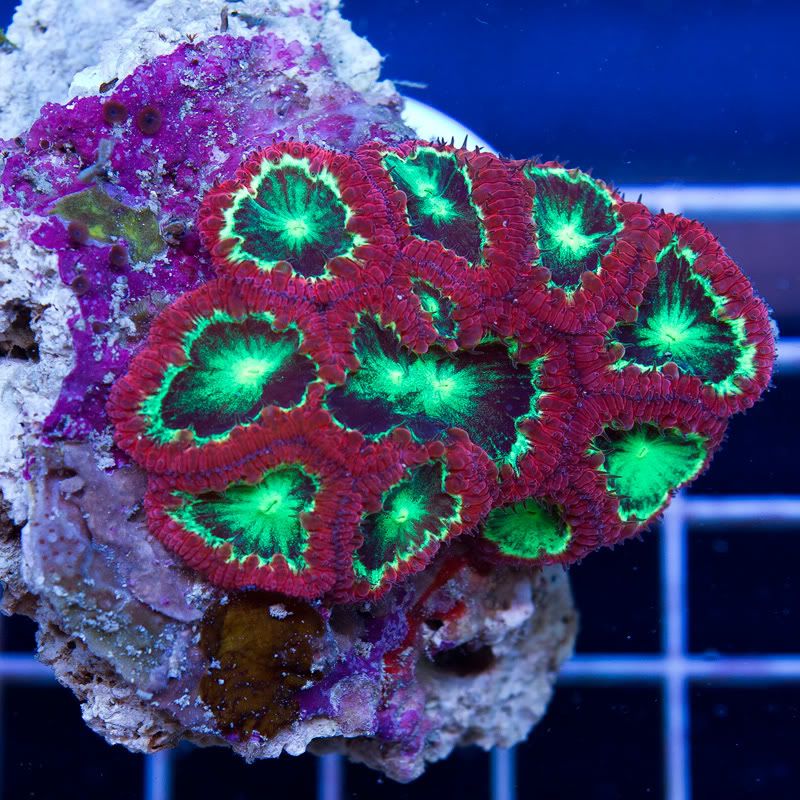 Corals 10 1 - Friday Morning Update!