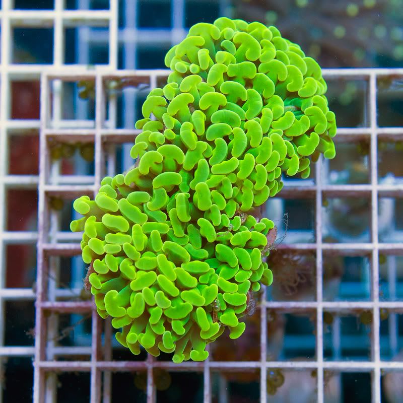 Corals 11 - Friday Morning Update!