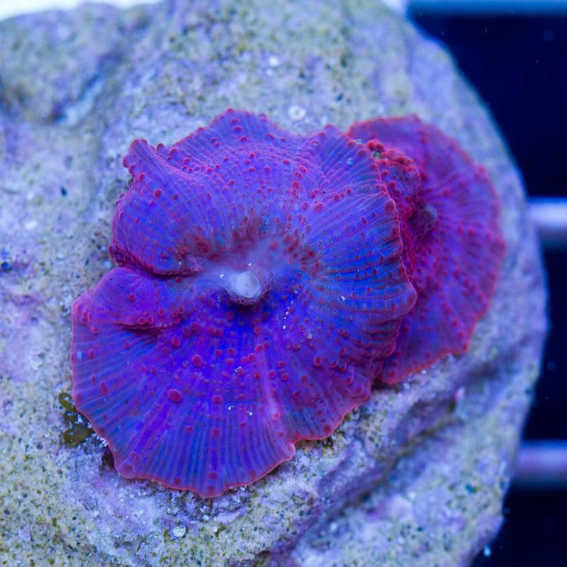Corals 14 - Friday Morning Update!