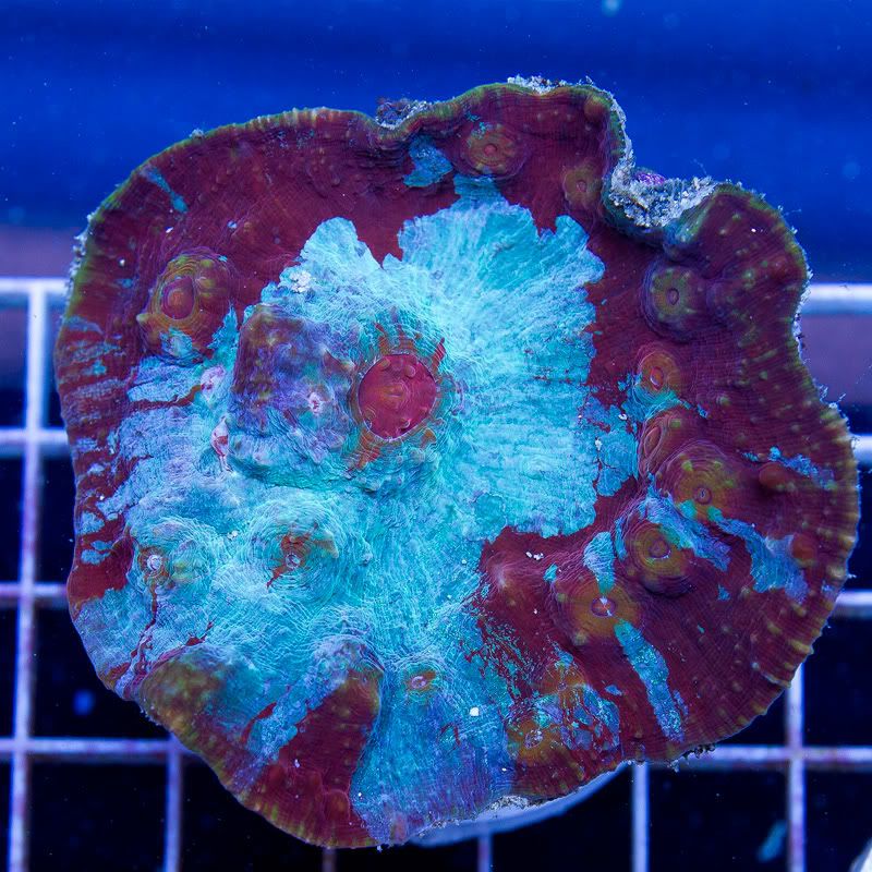 Corals 8 - Friday Morning Update!