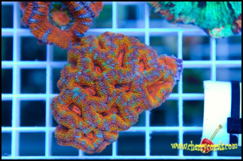 CrazyNewCorals 1 - This Weekend's Hot Corals!