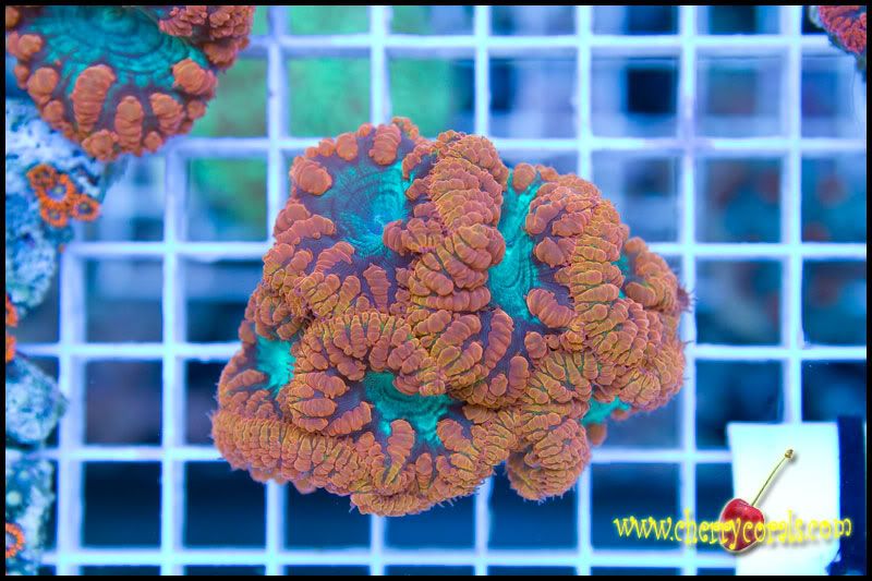 CrazyNewCorals 10 - This Weekend's Hot Corals!