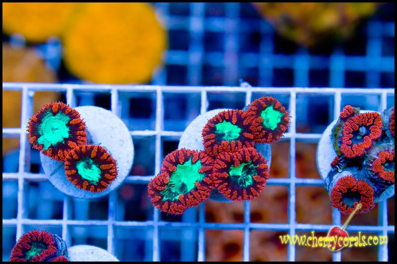 CrazyNewCorals 12 - This Weekend's Hot Corals!