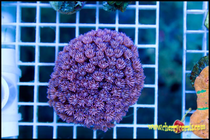 CrazyNewCorals 16 - This Weekend's Hot Corals!