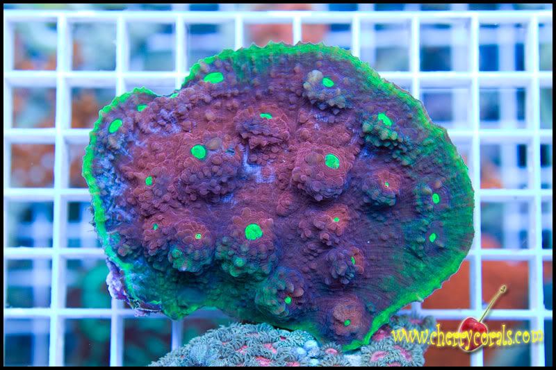 CrazyNewCorals 4 - This Weekend's Hot Corals!