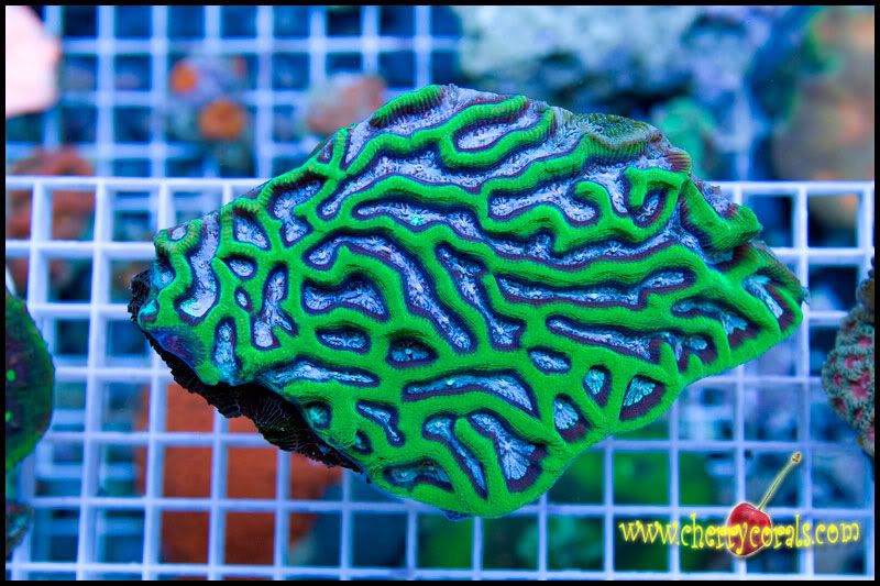 CrazyNewCorals 6 - This Weekend's Hot Corals!