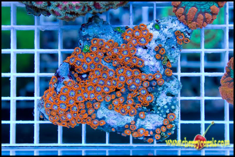 CrazyNewCorals 8 - This Weekend's Hot Corals!