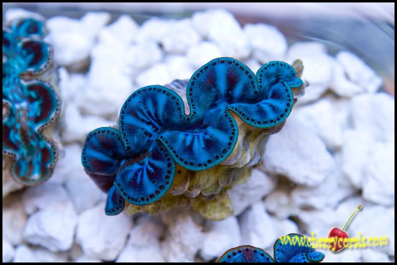 Dec10 22 - SPS and Maxima Clams Uploaded!