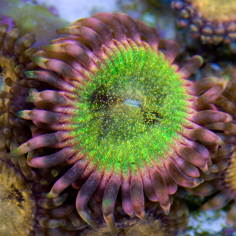 Large Coral 12 - Coming this week to Cherry Corals