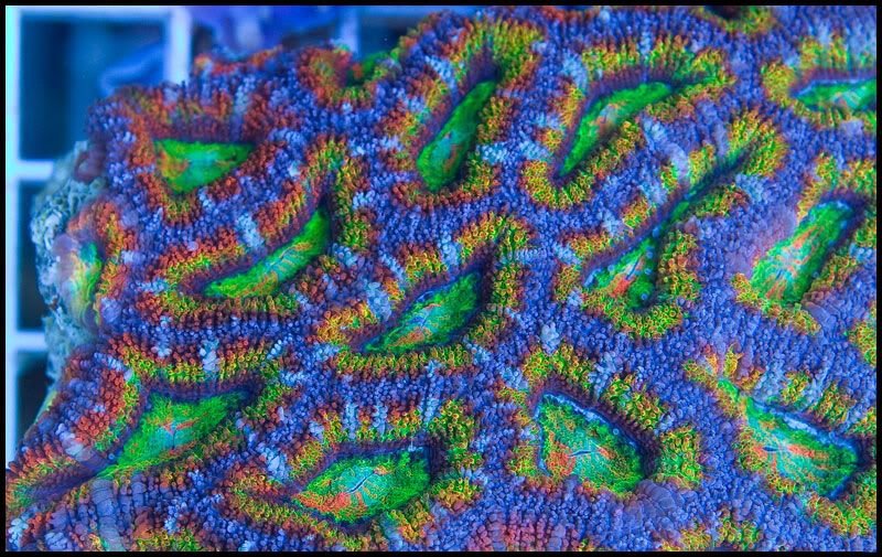 New stuff 5 - This week is HOT for Corals!