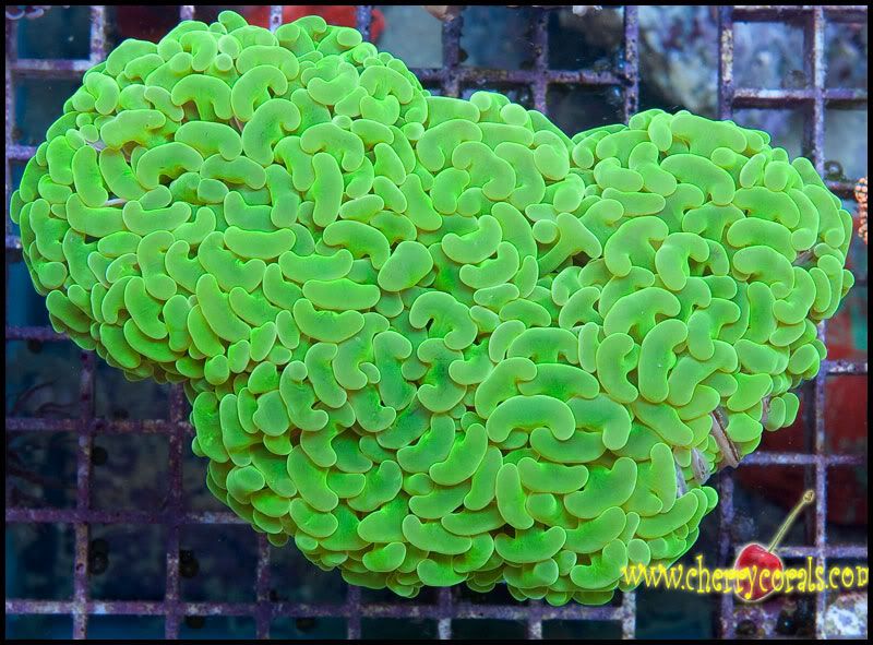 NewCorals300 10 - Top Shelf Scolymias and Hammers!