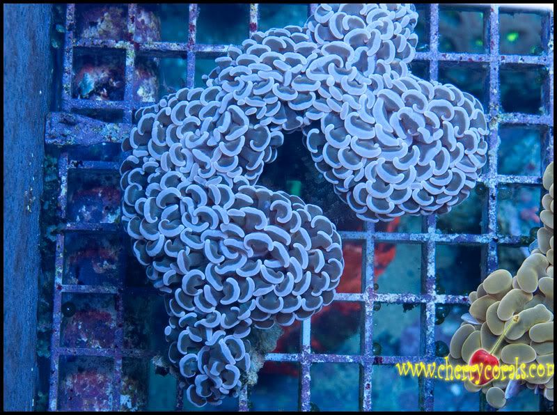 NewCorals300 12 - Top Shelf Scolymias and Hammers!