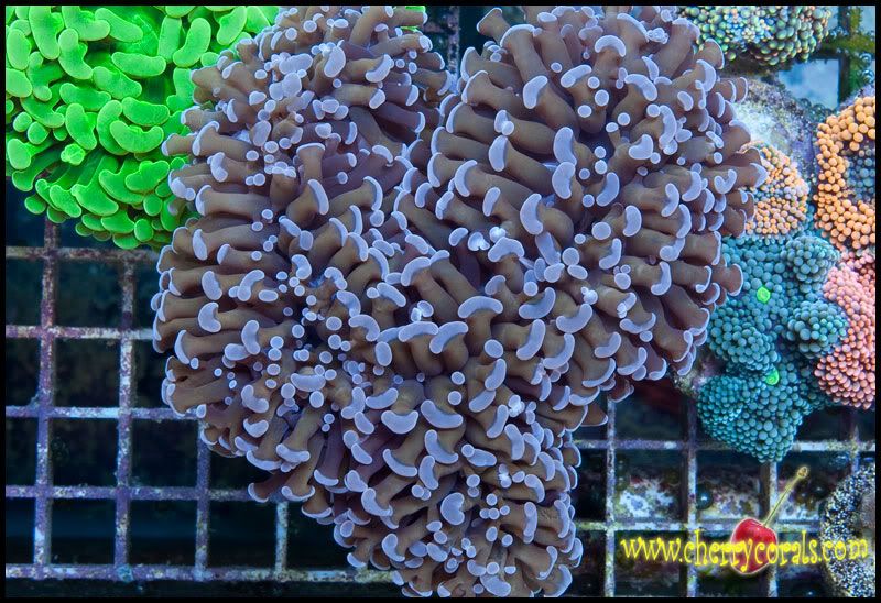NewCorals300 6 - Top Shelf Scolymias and Hammers!