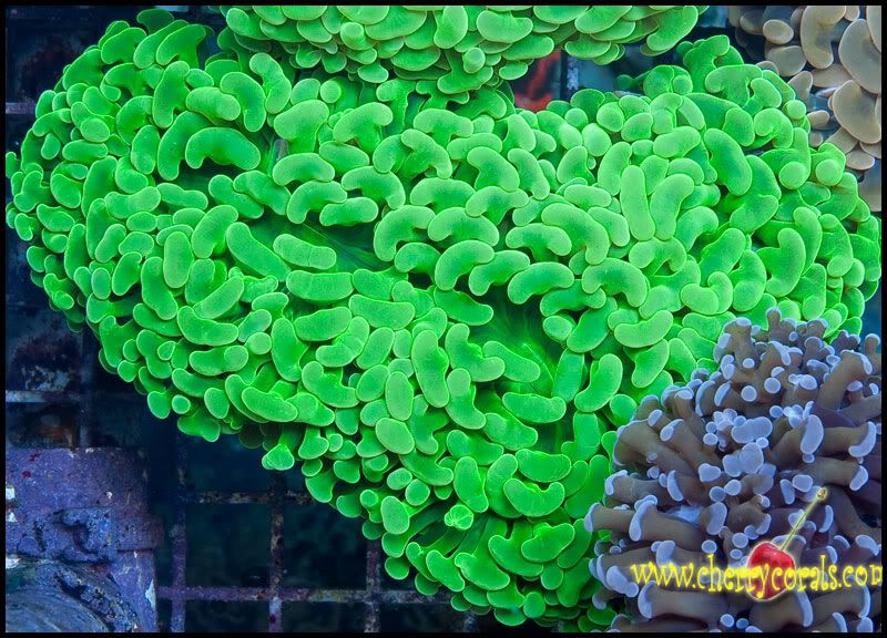 NewCorals300 7 - Top Shelf Scolymias and Hammers!